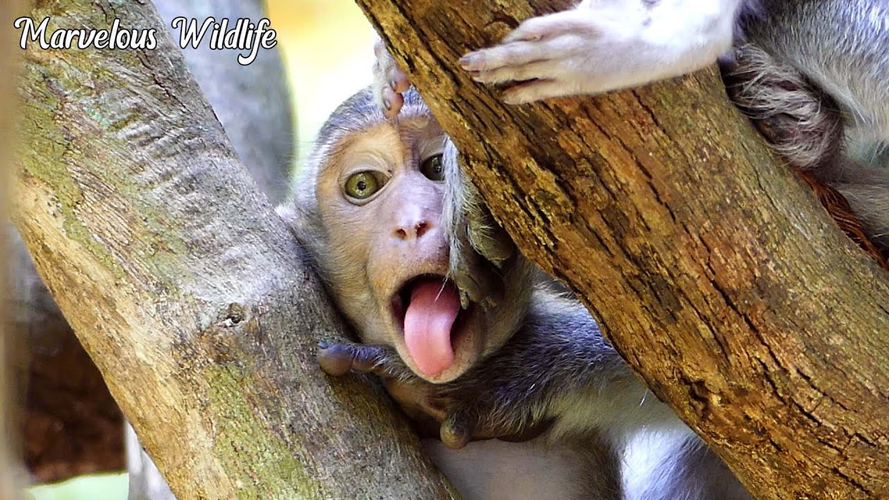 Absolutely..., Jazzy monkey still misses milk, She needs drink but can't impossible, baby Jonna