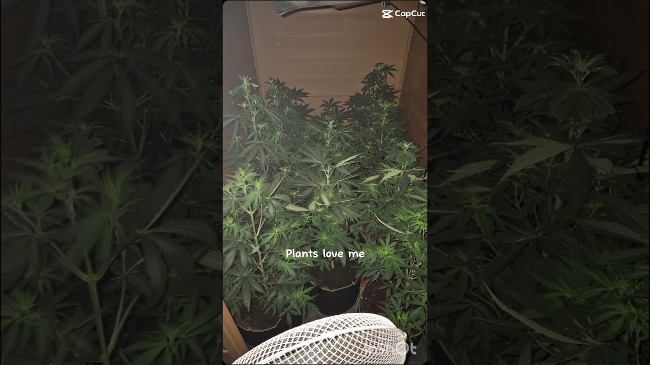 Durban poison plant Daddy #weedsmokers #africa #growyourown