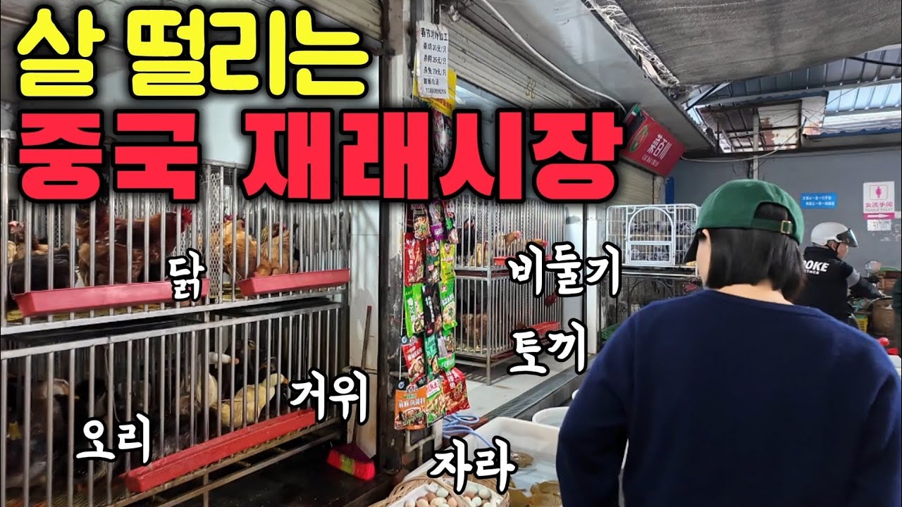 시키면 바로 잡아주는 중국 재래시장 탐방기