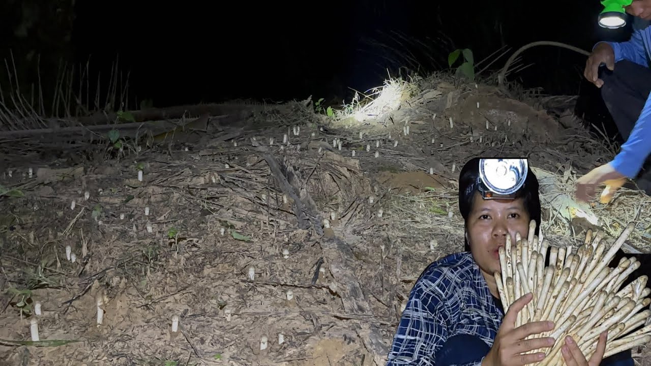 ขาว จั๊วเต็มปลวกถอดง่ายๆได้ทุกดอก เห็ดถอด(เห็ดโคน)