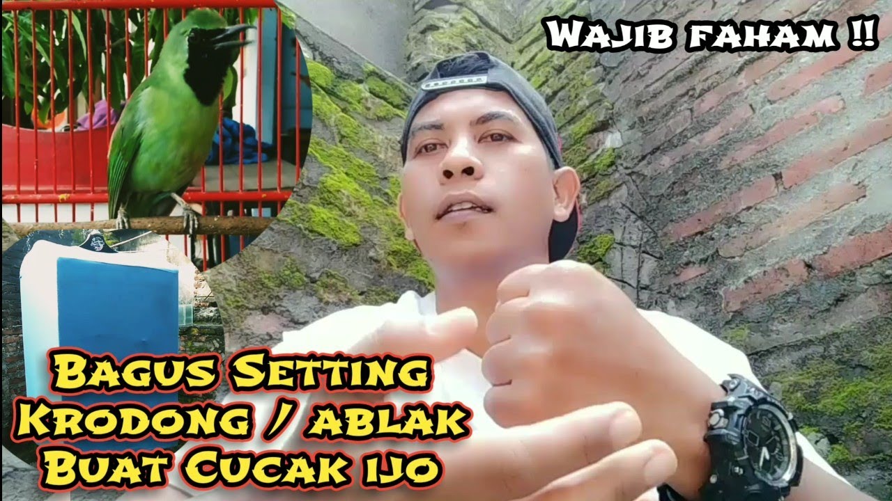 Cucak ijo bagus main Krodong atau Ablak, Supaya rajin gacor dan Ngentrok