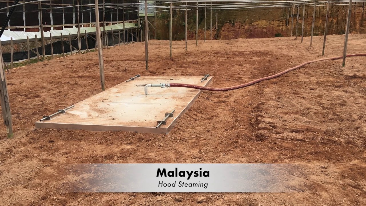 HoodSteaming for soil grown crops