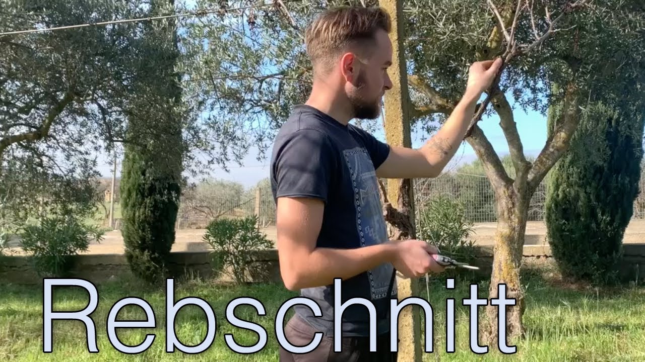 🍇 Rebschnitt Pergola / Wein schneiden im Winter