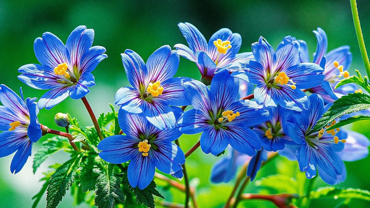 Музыка для сердца и тишины 🌿 Самая красивая мелодия Сергея Грищука | 2026 