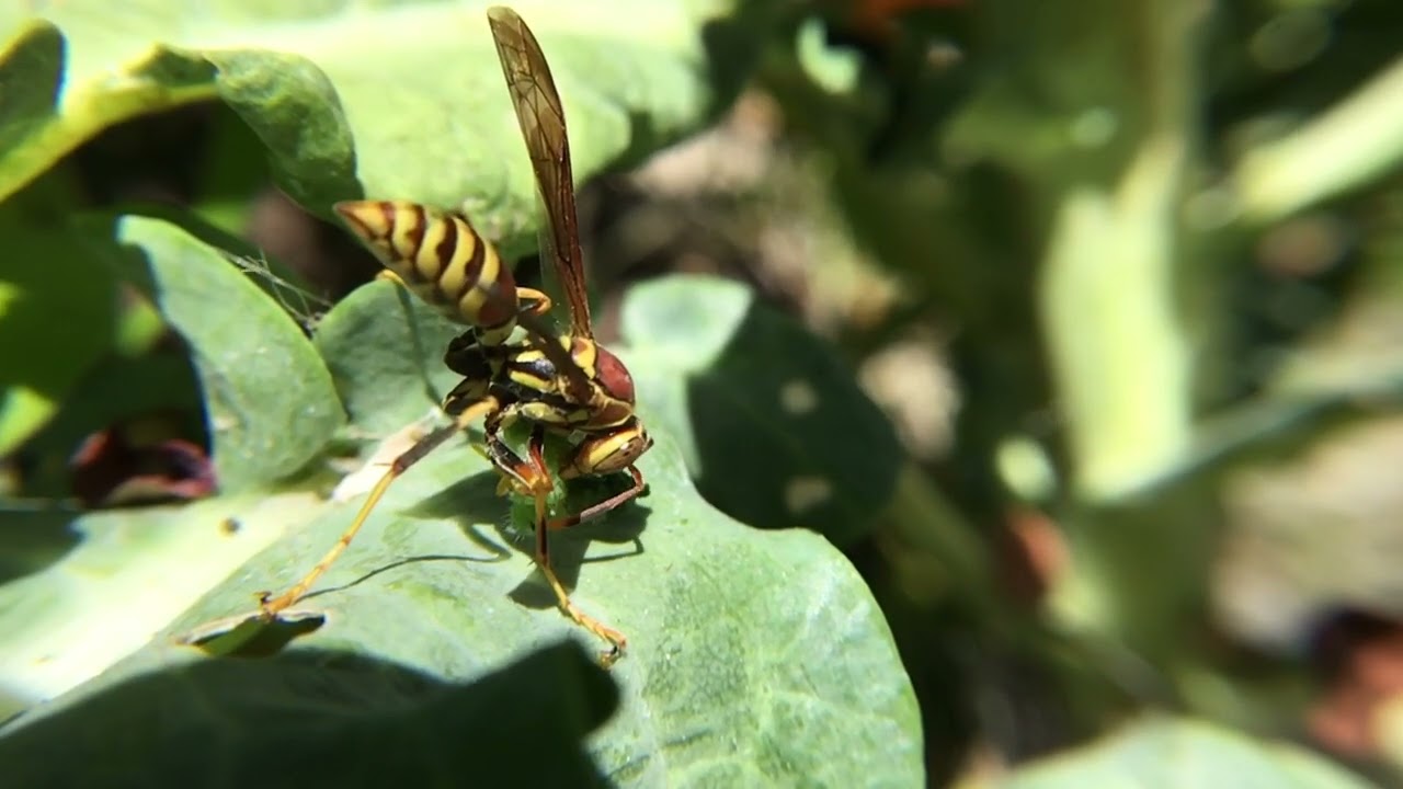 Polistes exclamans paper wasp feeds on caterpillar in garden