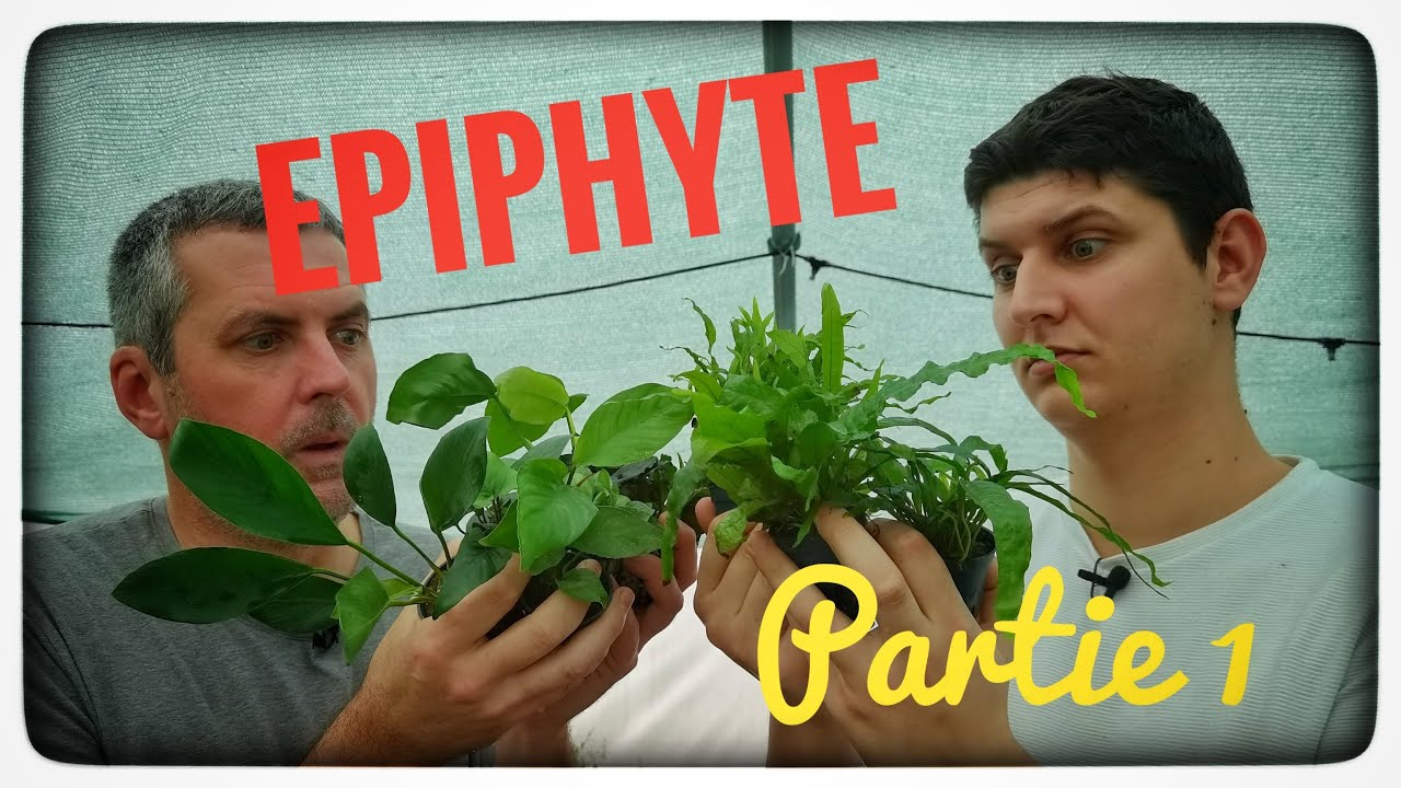 Tout sur les Anubias et les Microsorums (Floraquatic)