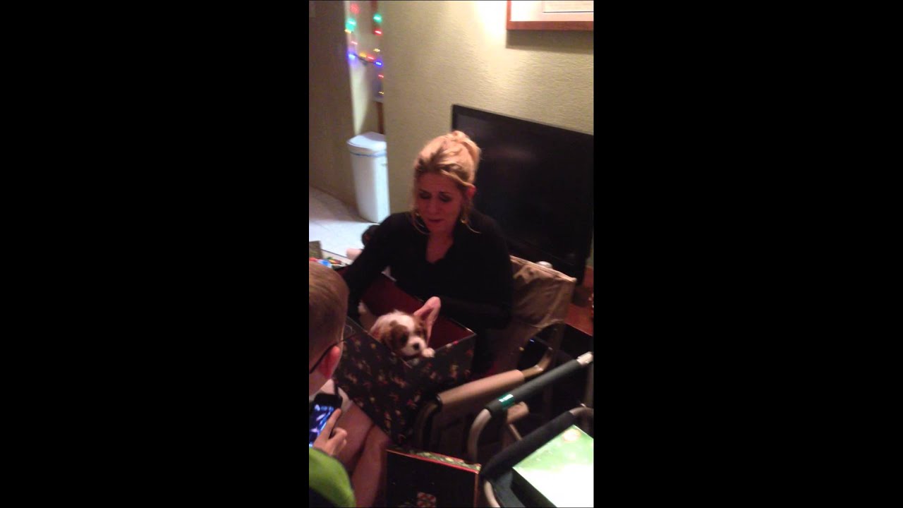 Cavalier King Charles Puppy Surprise!