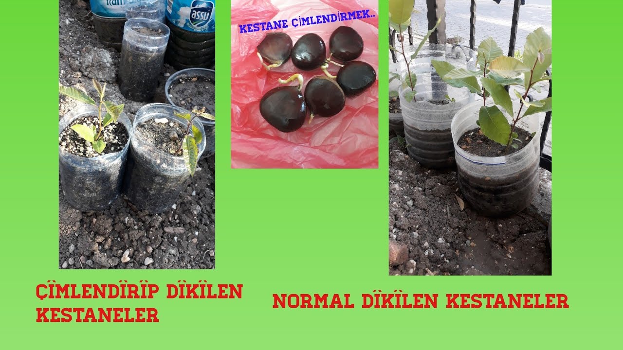 Kestane &Ccedil;İMLENDİRMEK  ve b&uuml;y&uuml;tmek..