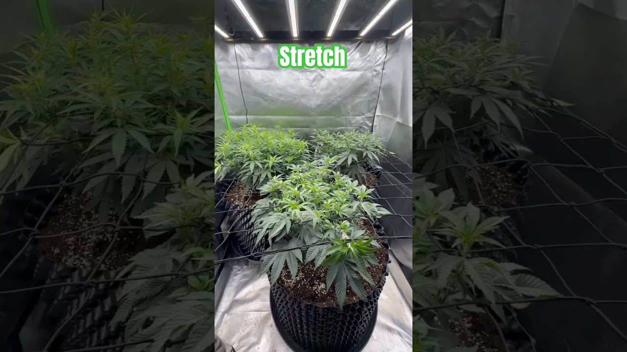 Flower stretch cannabis plants #cannabiseducation #pot #dope #grow #homegrown #shorts #reels #viral