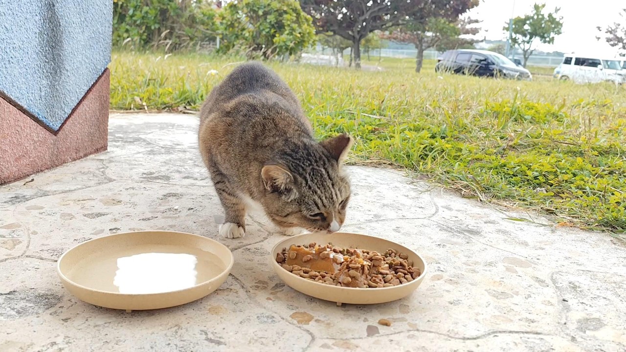 2026.1.20 猫巡り ビーチ猫のビビちゃんに美味しいカリカリと大好きなウェットフードを