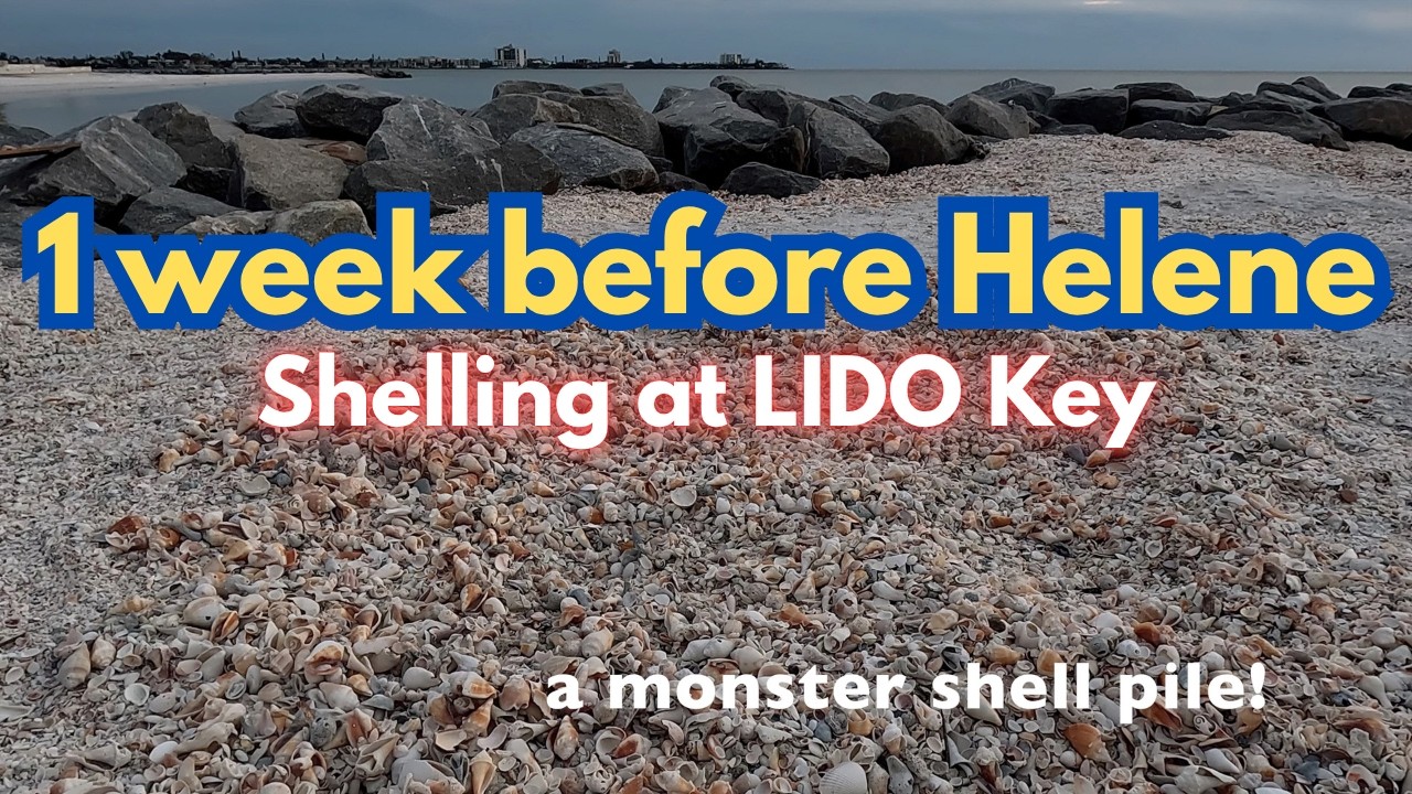 SHELLING Lido Key just DAYS before Hurricane Helene Strikes- MONSTER PILE Part 1 of 2