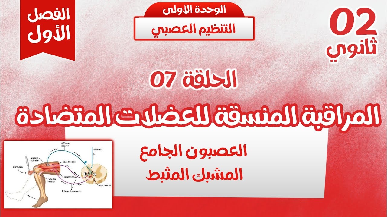 ثانية ثانوي🦾الحلقة 7: المراقبة المنسقة للعضلات المتضادة بأبسط شرح من 0000| وحدة التنظيم العصبي