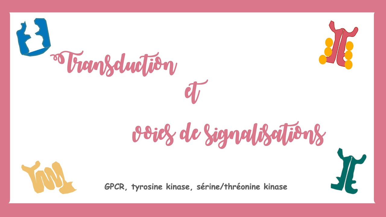 Transduction et voies de signalisations( GPCR, tyrosine kinase....)- Système endocrine.