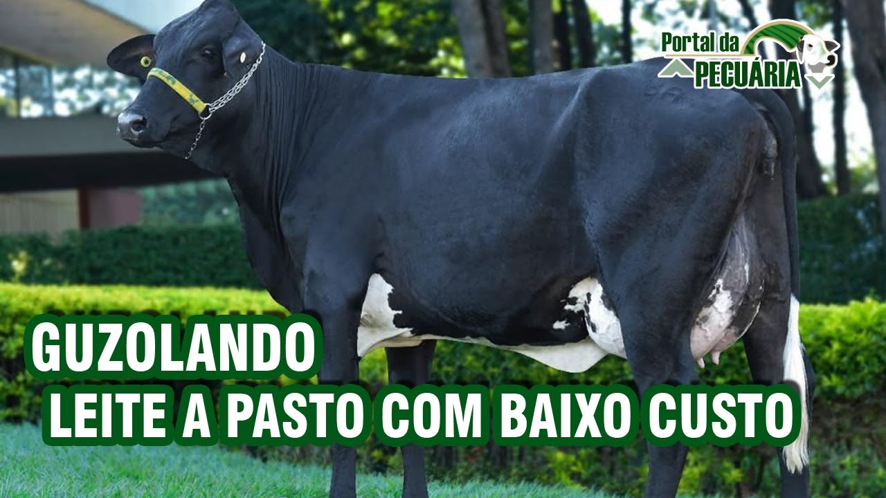 Guzolando.  Leite a pasto com baixo custo
