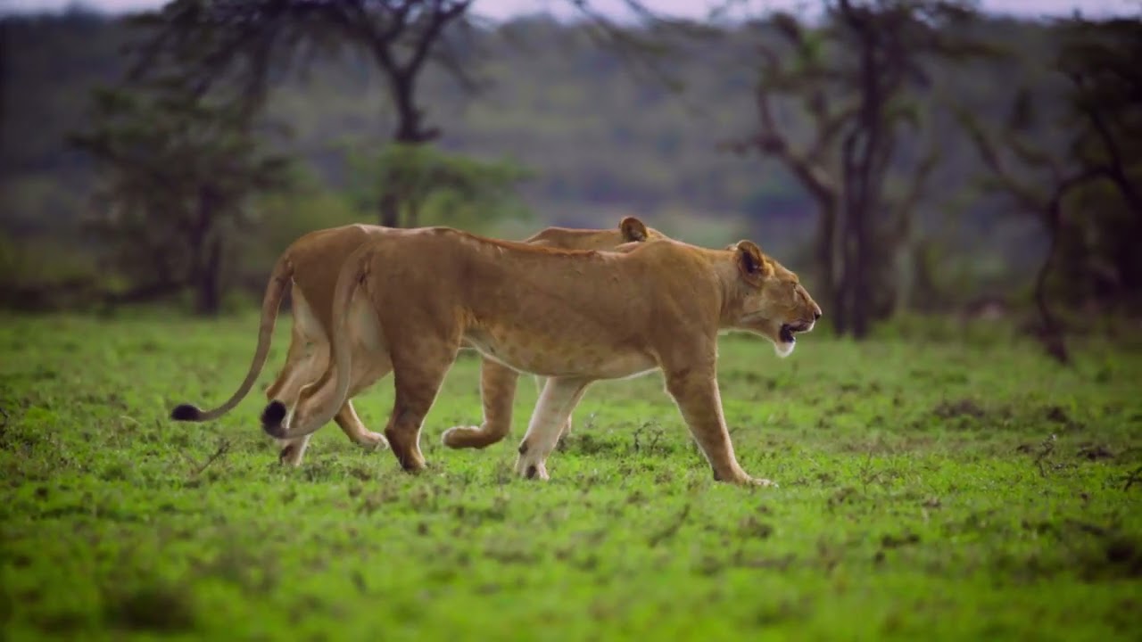 Nature Pair of Lions Stock Footage (FOR FREE)