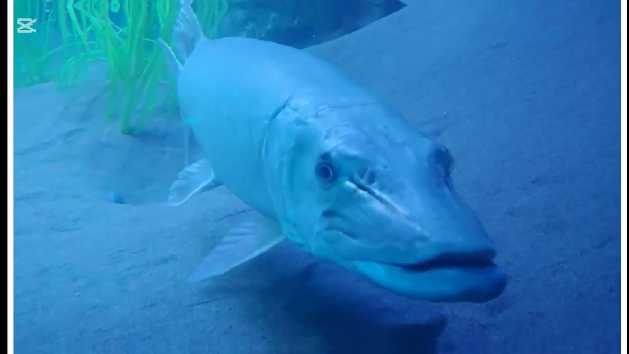 L' aquarium de Québec 