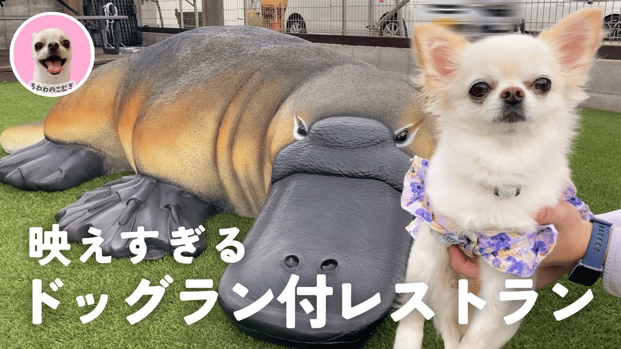 【兵庫】犬同伴OK｜動物の巨大オブジェがたくさんある、映えすぎレストランがすごかった！