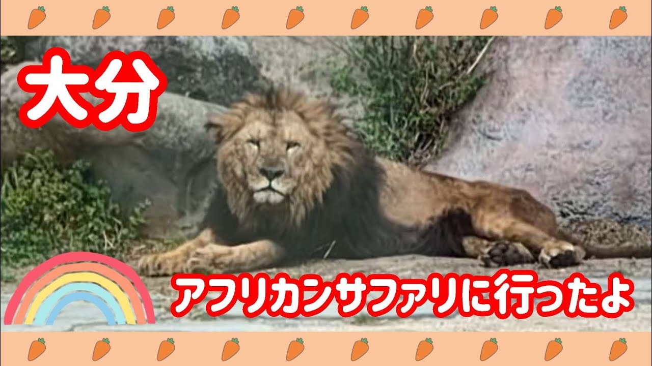 【大分旅行】アフリカンサファリでマイカーサファリ🚘️動物がたくさんいて楽しかったよ🦁　#大分 #旅行 #アフリカンサファリ