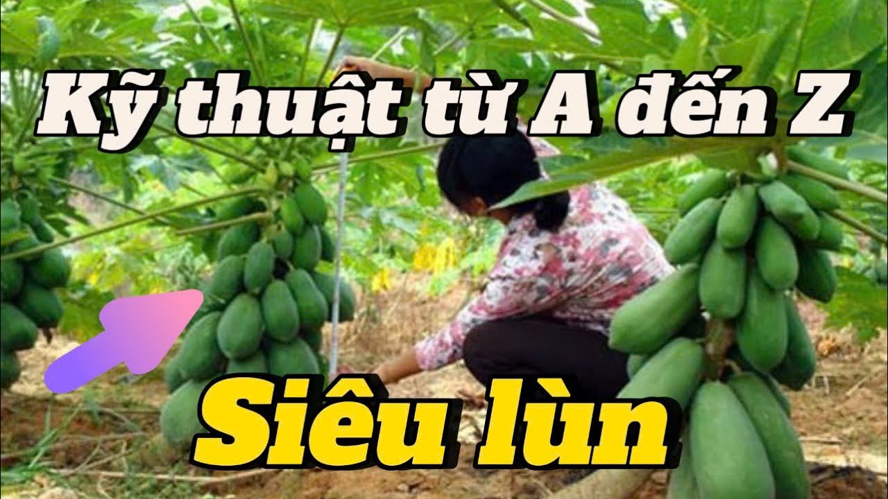 #EP 59 : Mẹo trồng đu đủ 1 tháng ra trái siêu lùn từ A đến Z , hãy làm theo cách này nhé .