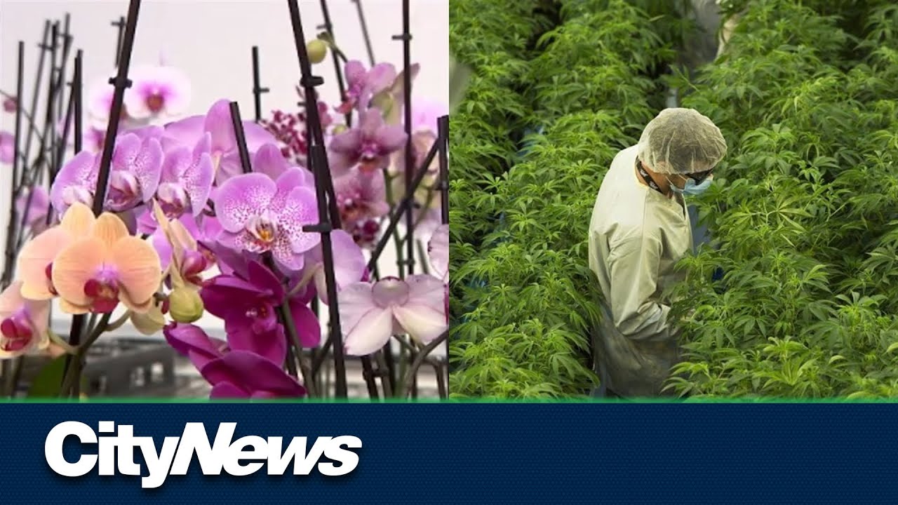 Green to pink: Alberta cannabis company diversifies with orchids