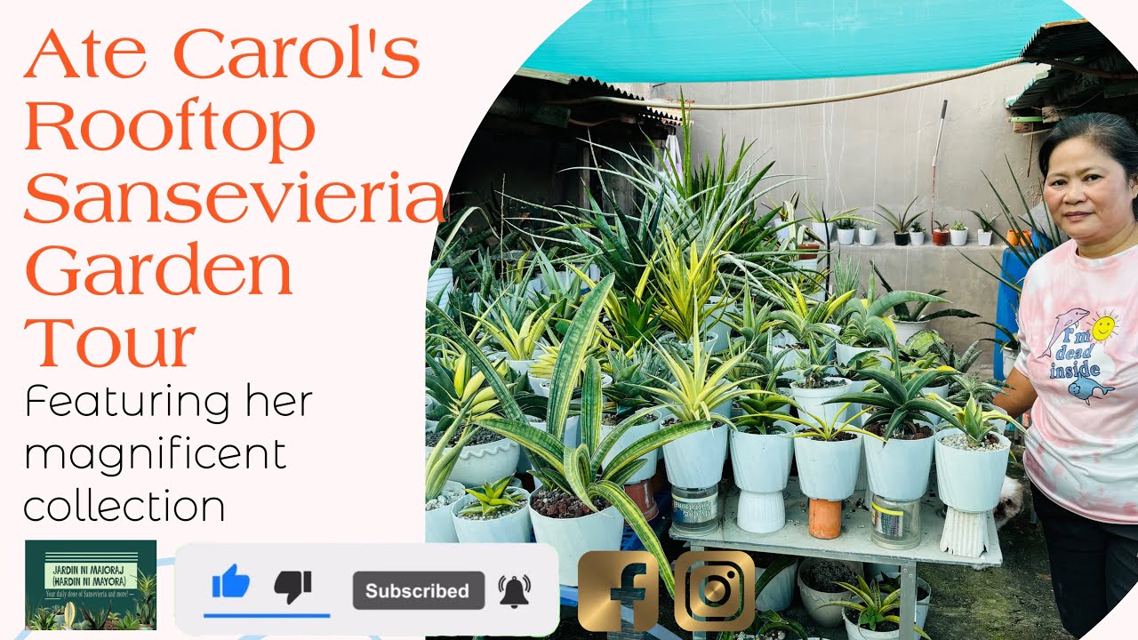 Ate Carol’s Rooftop Sansevieria Garden Tour!