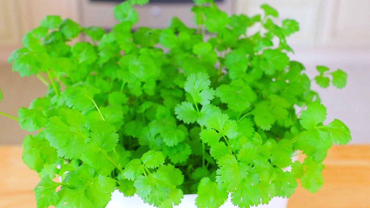 室內快速種植香菜的方法～什麼季節都可以種！【美食天堂】家常料理食譜 一學就會