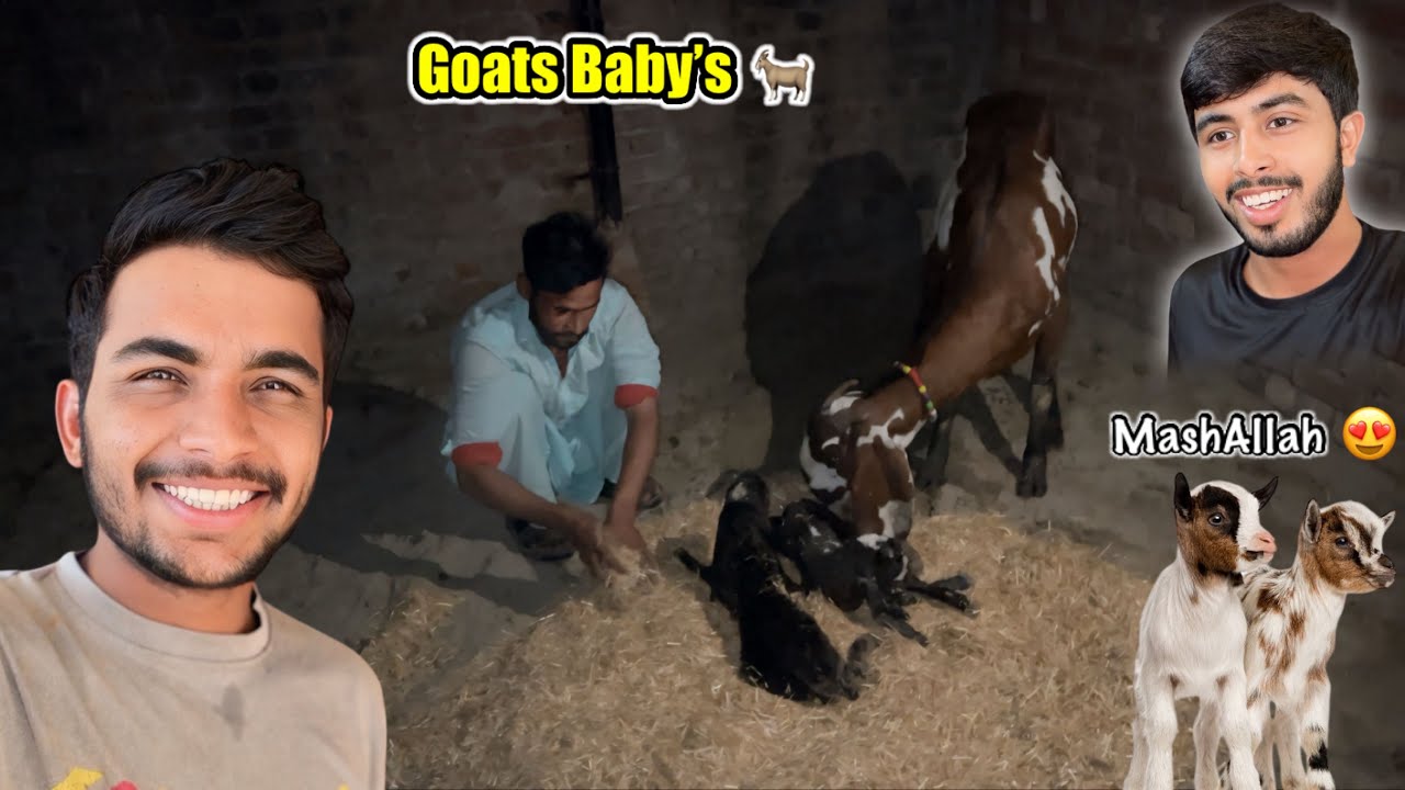 Bakri 🐐Ne Bachy De Diye 😍| Zohaib Pendu | Saqlain Pendu 
