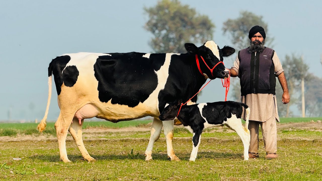 50 Liter Milk Capacity || 4 Cow With Farm Background || Surinder Dairy Farm