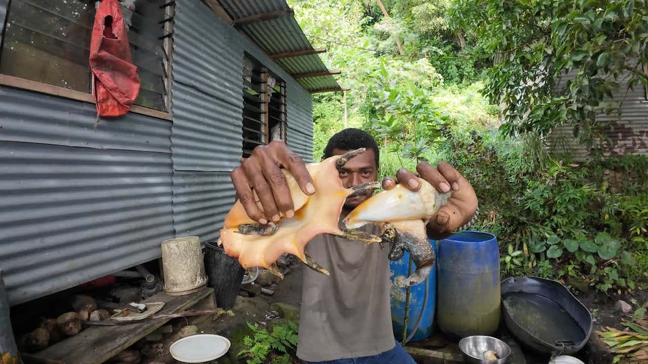 The Village Cusine: Giant Spider Conch (Yaga Ni Cakau)🕷️🇫🇯
