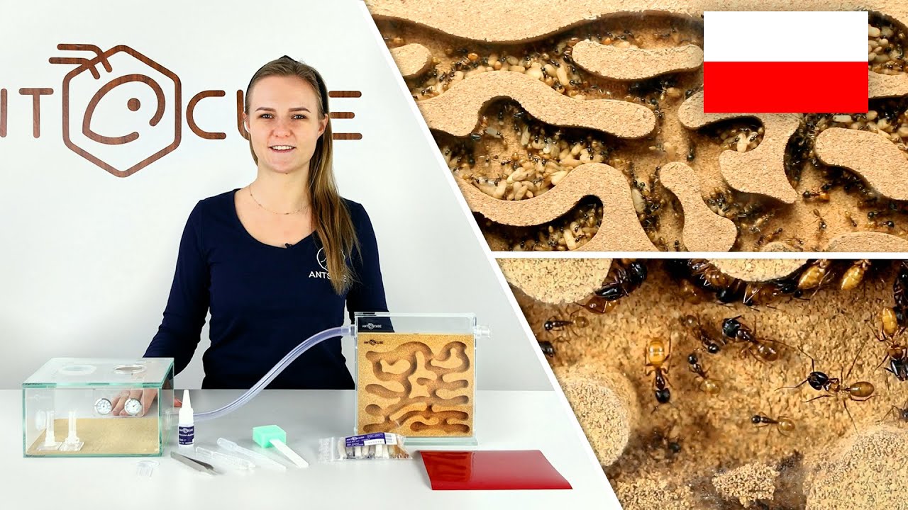 ANTCUBE Zestaw startowy z korka dla mrówek żyjących w drewnie