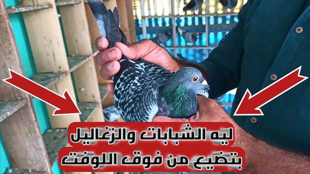 ضياع الزغاليل والشبابات اليومين دول اي السبب؟