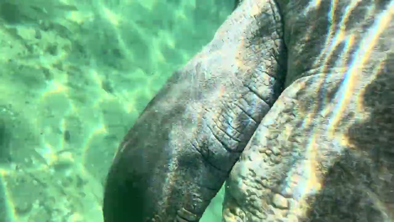 5. SUP paddle boarding with Manatees at crystal river #manatees #paddleboarding #crystalriver 