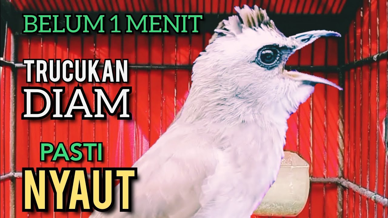 Trucukan Ombyokan trucuk Bahan PAUT BISU PASTI BUNYI DENGAR SUARA TRUCUK GACOR NGALAS NGROPEL INI ‼️