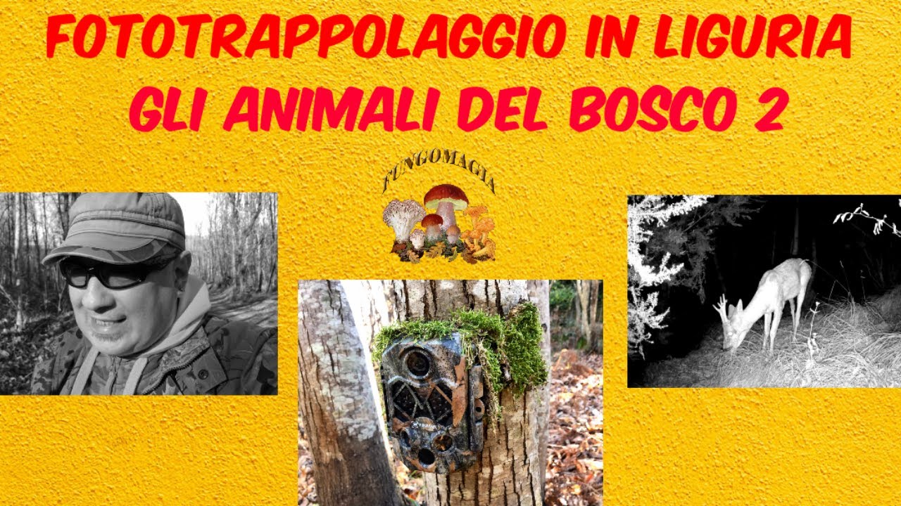 Fototrappolaggio in Liguria gli animali del bosco 2 [sub Eng]