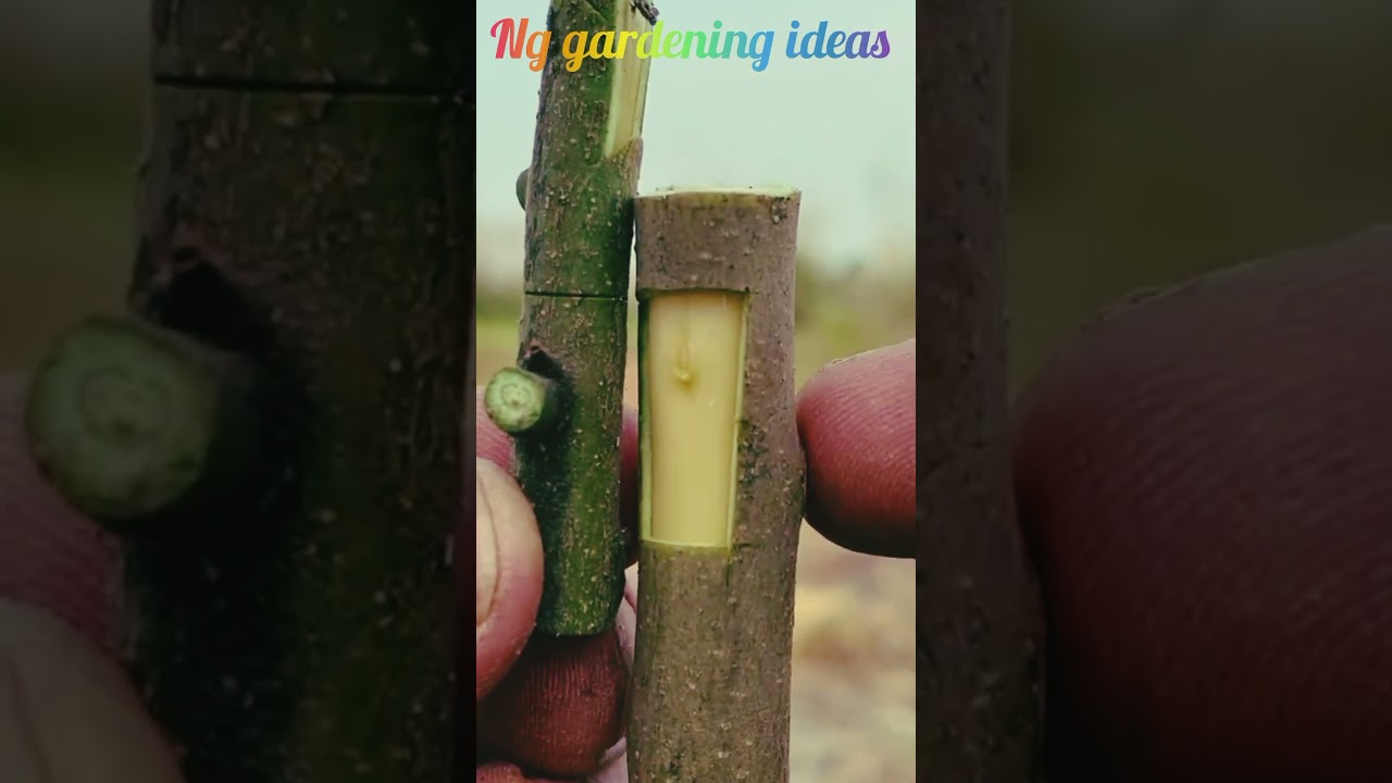 bud grafting #best grafting method 🌹