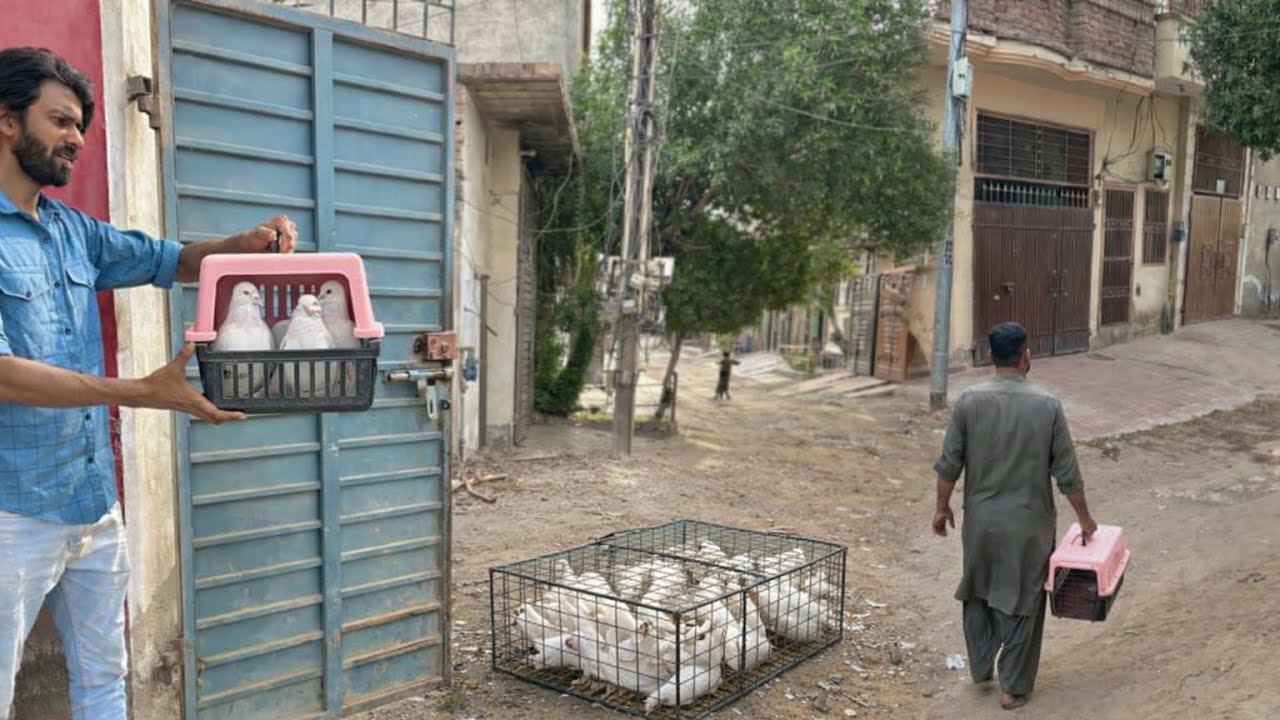 King Pigeons Ko Le Gaye 🥲