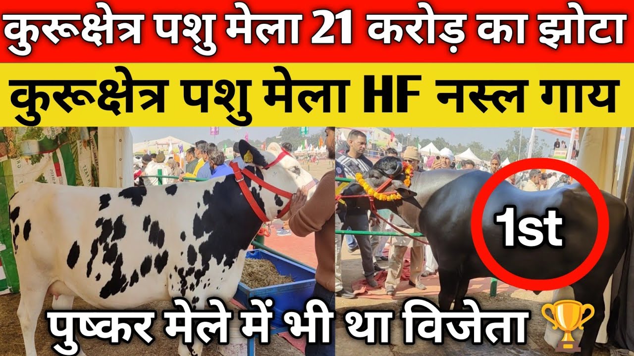 कुरूक्षेत्र पशु मेले में मुर्रा नस्ल का झोटा कुबेर कीमत 21 करोड़ आया 1st HF नस्ल की गाय जीती ईनाम।
