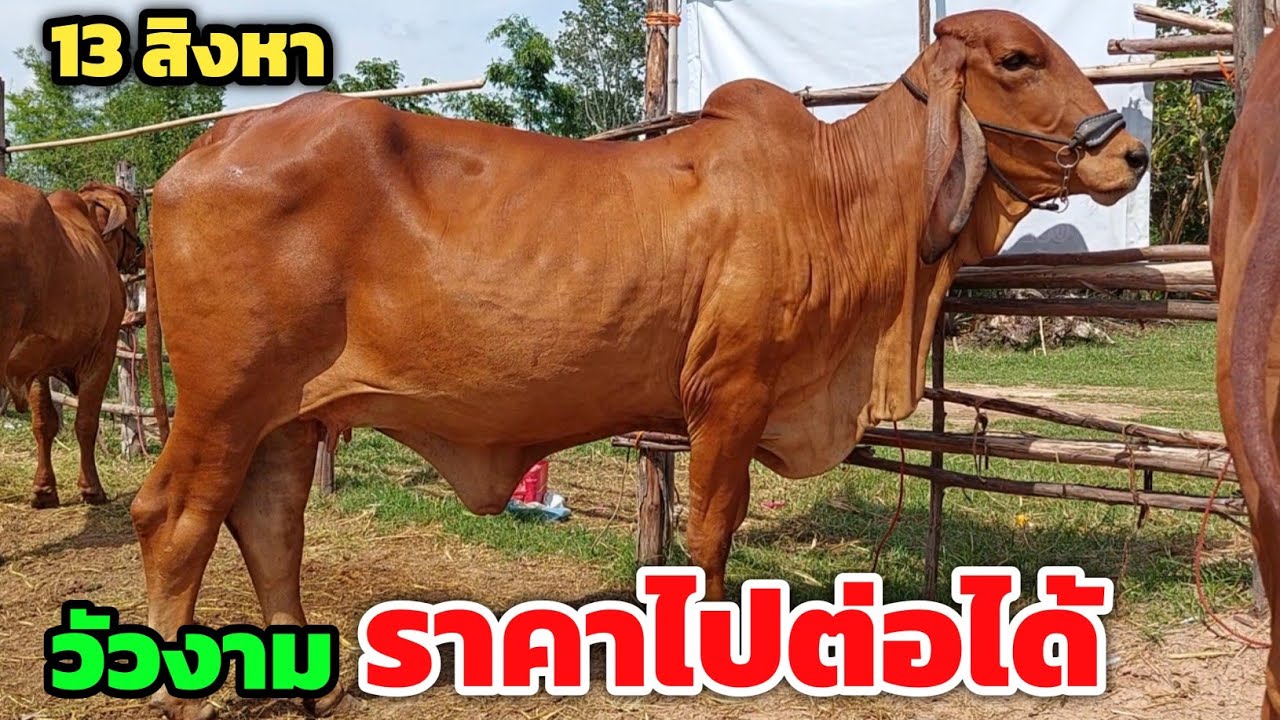ทีเด็ดพยุงฟาร์ม‼️วัวงามราคาไปต่อได้ ใครช้าเสียดายแน่ 