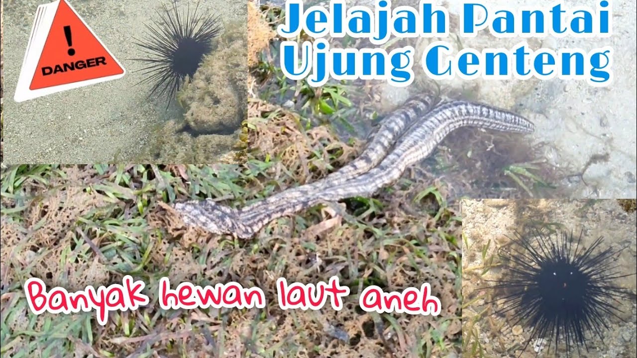 BANYAK HEWAN ANEH DI PANTAI UJUNG GENTENG