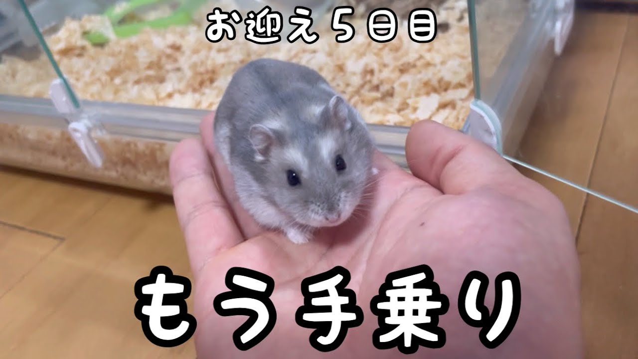 ハムスターを手乗りにするオススメの方法