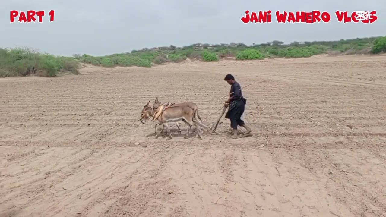 Farming in Tharparkar Green Dreams in the Desert🌱 near India Bader Pakistan