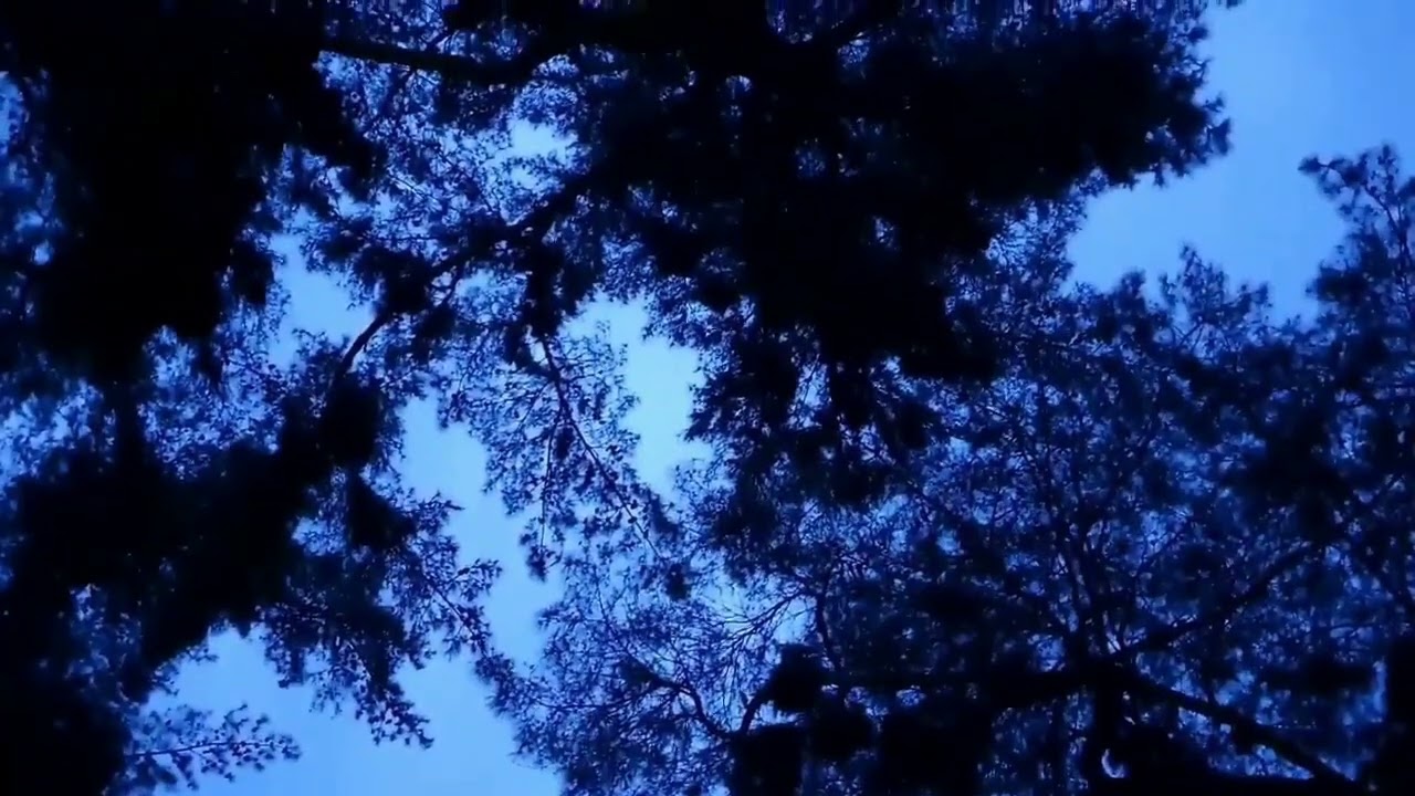 저녁 산새 소리 10시간 / Evening Mountain Birds 10 Hours | Relaxing Nature Sounds