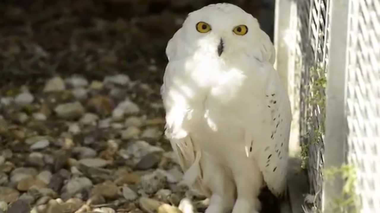 Santuario CITES: animales rescatados del tr&aacute;fico ilegal de especies