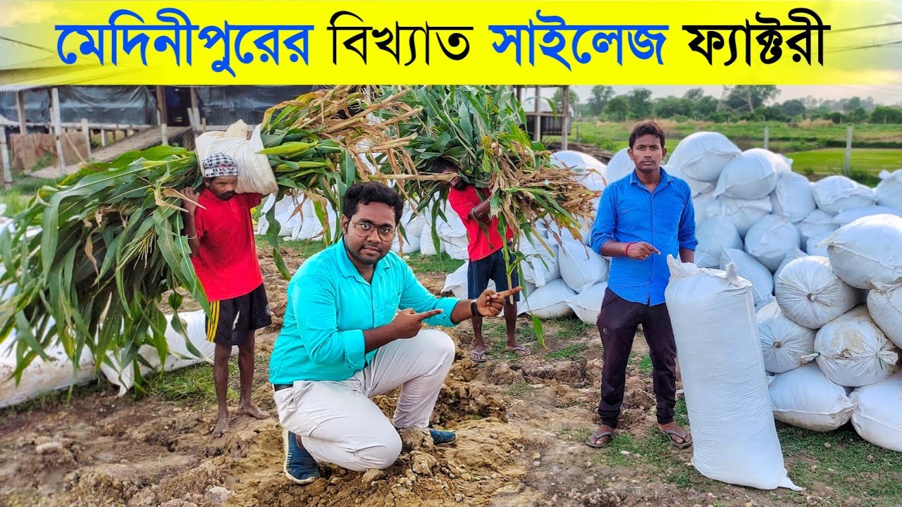 মেদিনীপুরের বিখ্যাত সাইলেজ ফ্যাক্টরি | Silage Making | Corn Silage | cattle feed