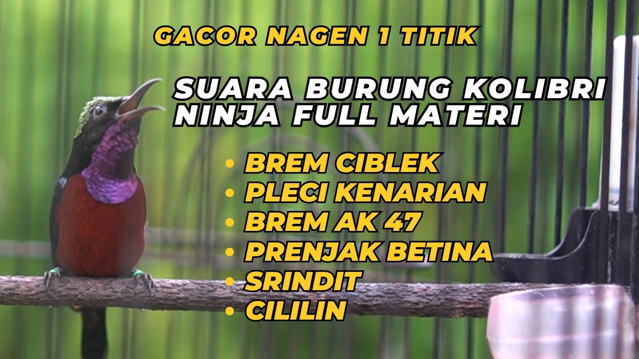 SUARA BURUNG KOLIBRI NINJA GACOR FULL MATERI NAGEN 1 TITIK // MASTERAN BURUNG DAN PANCINGAN KONIN