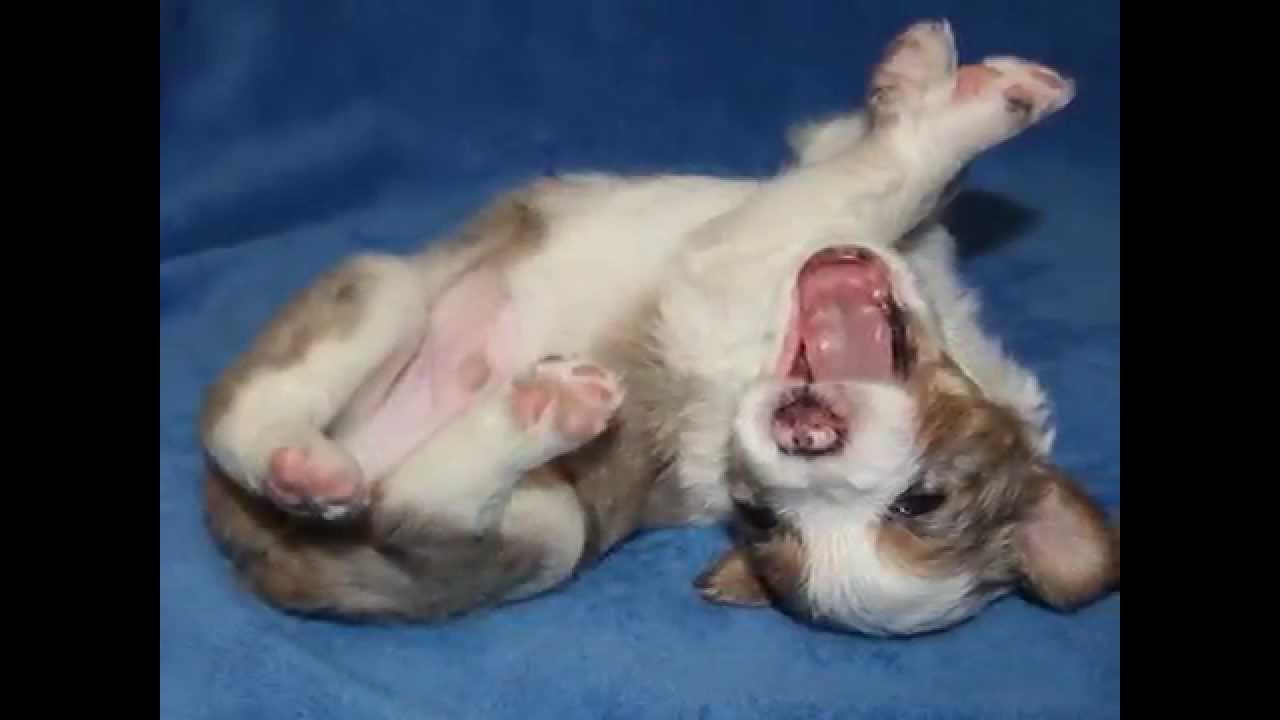Maddie X Gates Puppies week 3