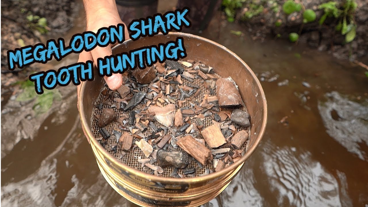 We Found SO MANY Shark Teeth! | On the Hunt for Megalodon!