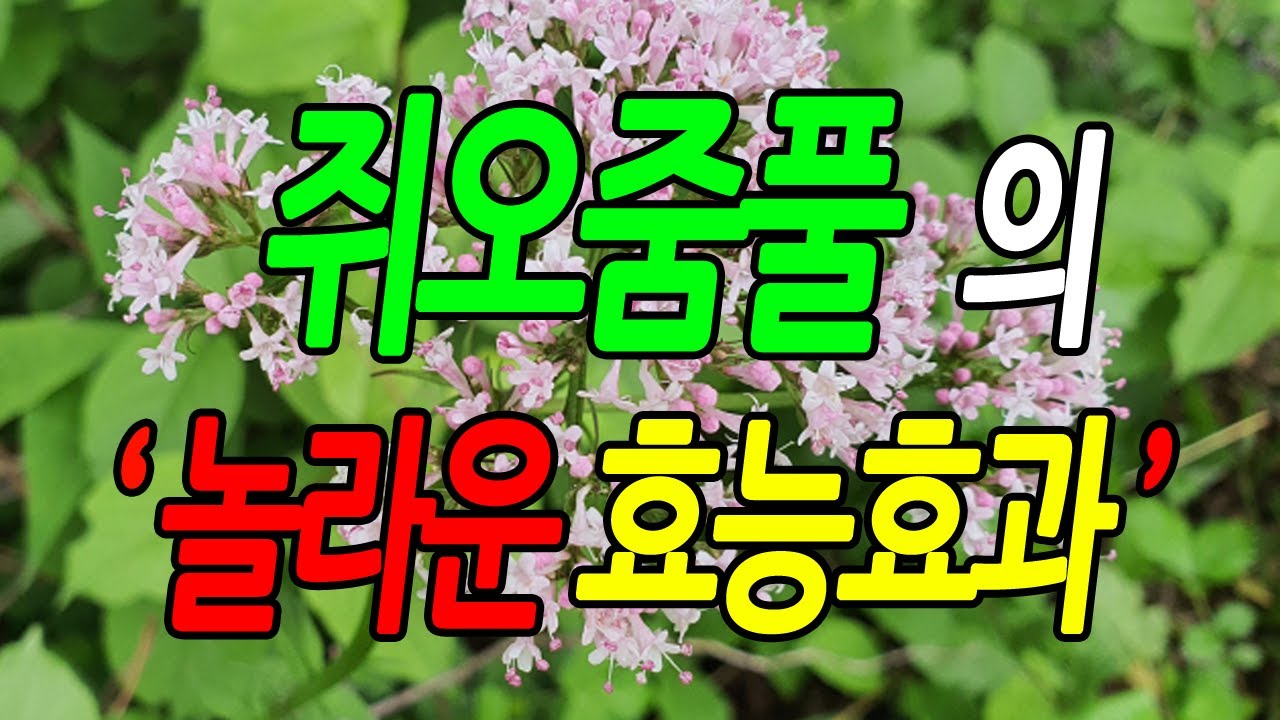 [효능백과사전] 쥐오줌풀, 길초근 효능, 쥐오줌풀 놀라운 효능효과 꼭 알아야 할 7가지 정보, 먹는방법, 문헌정보, 뉴스 자료, 실제사례