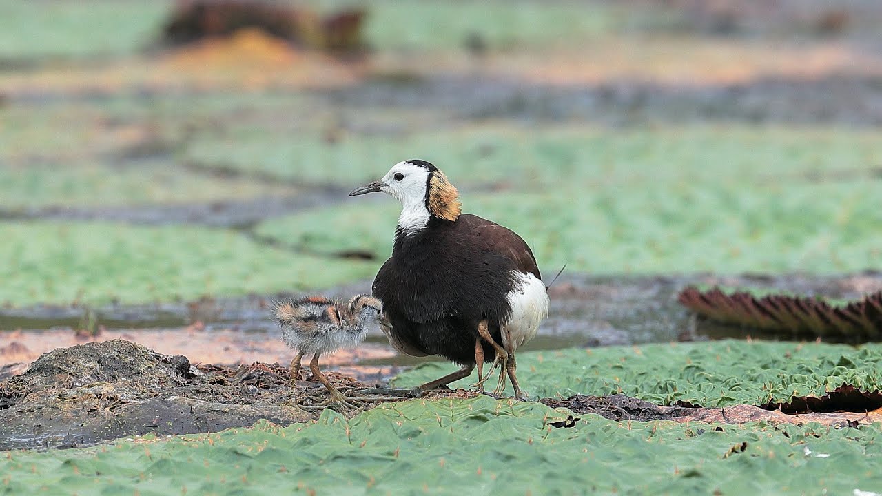 水雉生態紀錄 下集 ( Brooding record of  Pheasant-tailed Jacana  Part II )
