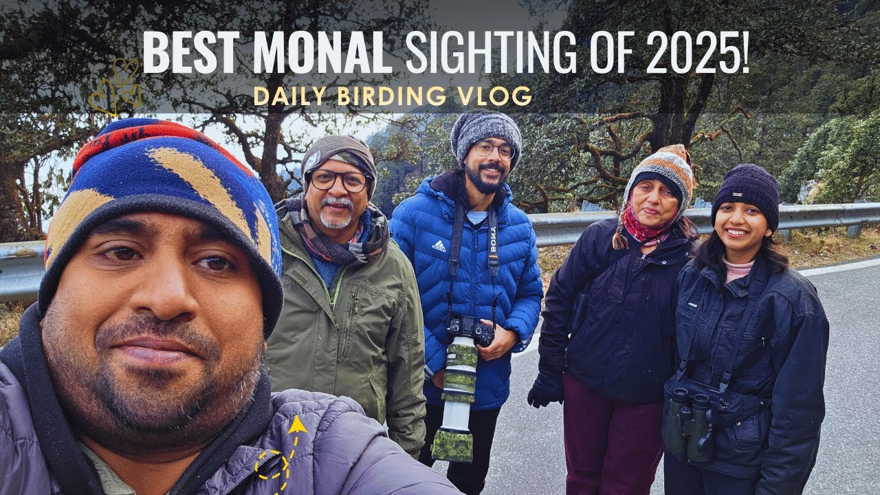 Top 2025 Sighting &ndash; Monal in Trees & Slopes | Guests Get Insanely Close-Up Eye-Level Shots.